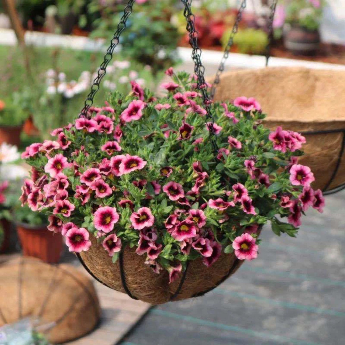 Cos ghiveci suspendat pentru flori, maro, otel + fibra cocos, cu lant si carlig, 30 cm diametru, design traditional rustic